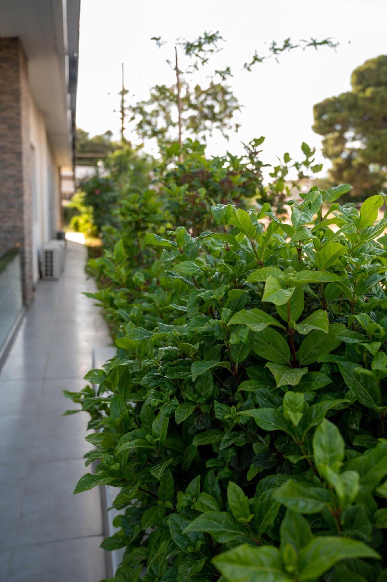 Finikas Suites & Apartments 10Min From Athens Airport 아르테미다 외부 사진